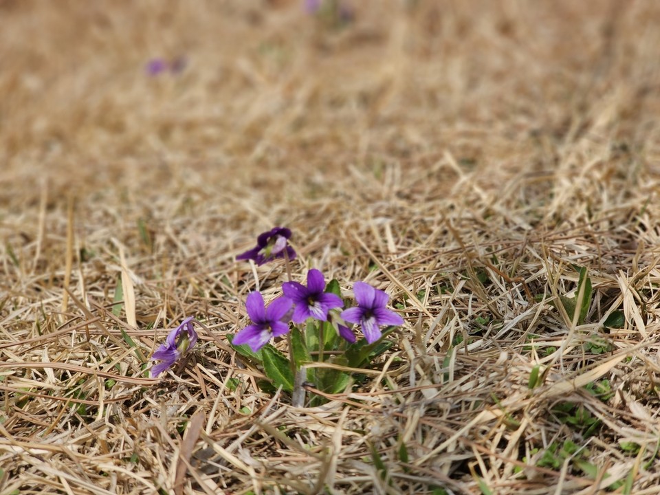 10일 월요일 수도권(경기·인천) 지역은 대체로 맑은 날씨를 보이겠고, 아침 경기서해안을 중심으로 짙은 안개 끼는 곳이 있겠다. 한낮 기온이 올라 완연한 봄 날씨를 보이겠지만, 낮과 밤의 기온 차가 커 건강관리에 유의해야 한다. 사진은 제비꽃. (사진=중앙신문DB)