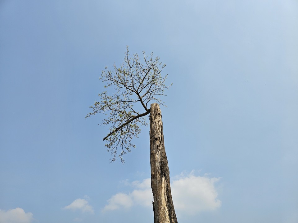 11일 금요일 수도권(경기·인천) 지역은 대체로 맑은 날씨를 보이겠고, 서해5도는 대체로 맑다가 저녁부터 구름 많아지겠다. 짙은 안개 끼는 곳이 있어 차량 운행 시 주위가 요구된다. 사진은 전날 오후 여주 강천섬 고목나무에 푸른 새싹이 나오고 있다. (사진=김광섭 기자)