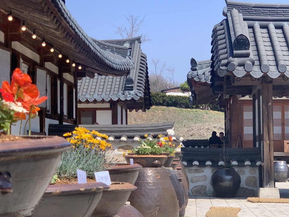 11일 오후 1시40분께 연천 세라비 한옥카페에 봄 꽃들이 장독대위에 활짝 펴있다. (사진=오기춘 기자)