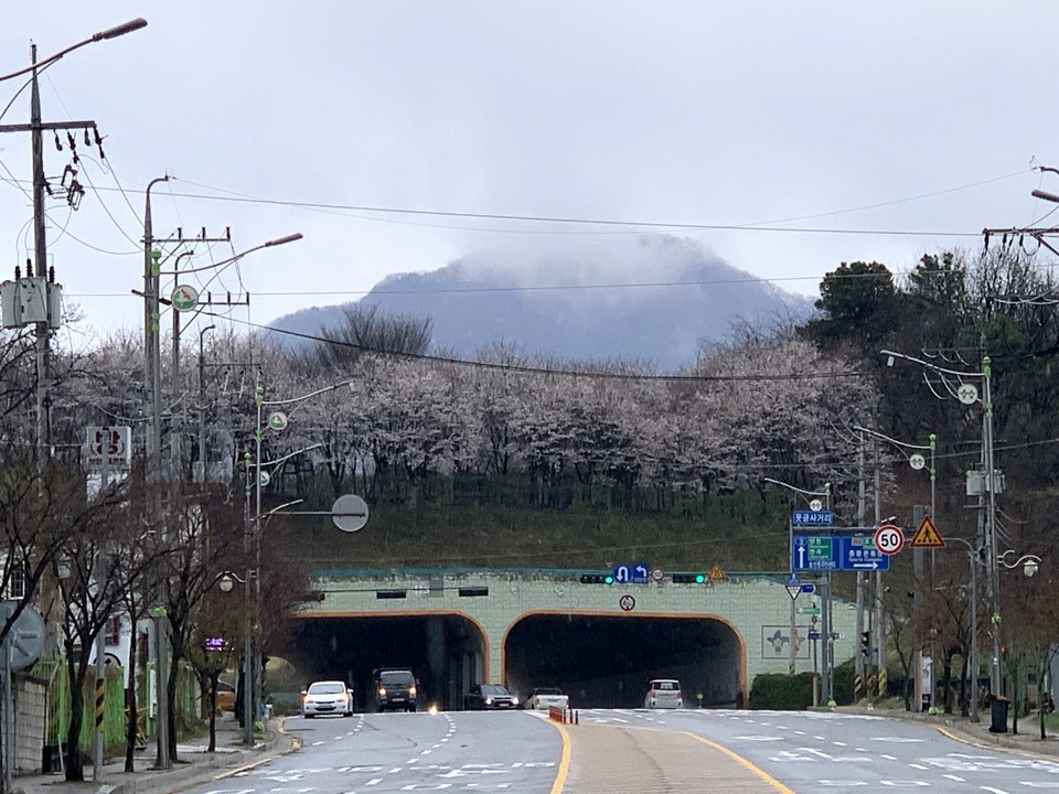 14일 오후 2시50분께 봄비가 부슬부슬 내리는 동두천 생연동 어등산 지류 생태통로 위로 벚꽃이 흐드러지게 피어올라 운전자들의 발길을 붙들고 있다. (사진=오기춘 기자)