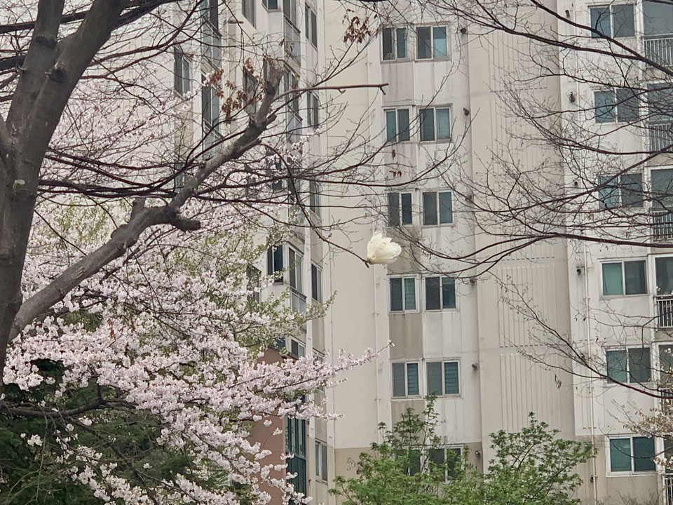 17일 오전 9시40분께 동두천시 송내동 한 아파트 단지 앞에 흐드러지게 핀 벚꽃과 고운 자태의 목련이 한 자리에서 서로의 아름다움을 자랑하듯 고개를 내밀고 있다. (사진=오기춘 기자)