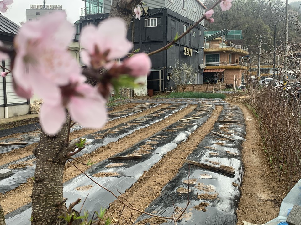 절기상 곡우(穀雨)를 하루 앞둔 19일 오전 9시30분께 동두천 광암동 농촌들녘에 금값 하는 봄비가 내리고 있다. (사진=오기춘 기자)