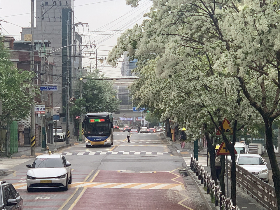 15일 오전 9시30분께 초여름 비가 내리는 동두천시 지행동 거리에 만개한 이팝나무의 하얀 꽃으로 장관을 이루고 있다. (사진=오기춘 기자)