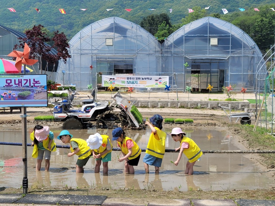 양주시 유아들이 오는 19일부터 29일까지 남면 매곡리 체험농장에서 직접 볍씨를 심고 물을 주며 벼농사를 체험하는 시간이 마련된다. (사진제공=양주시농업기술센터)