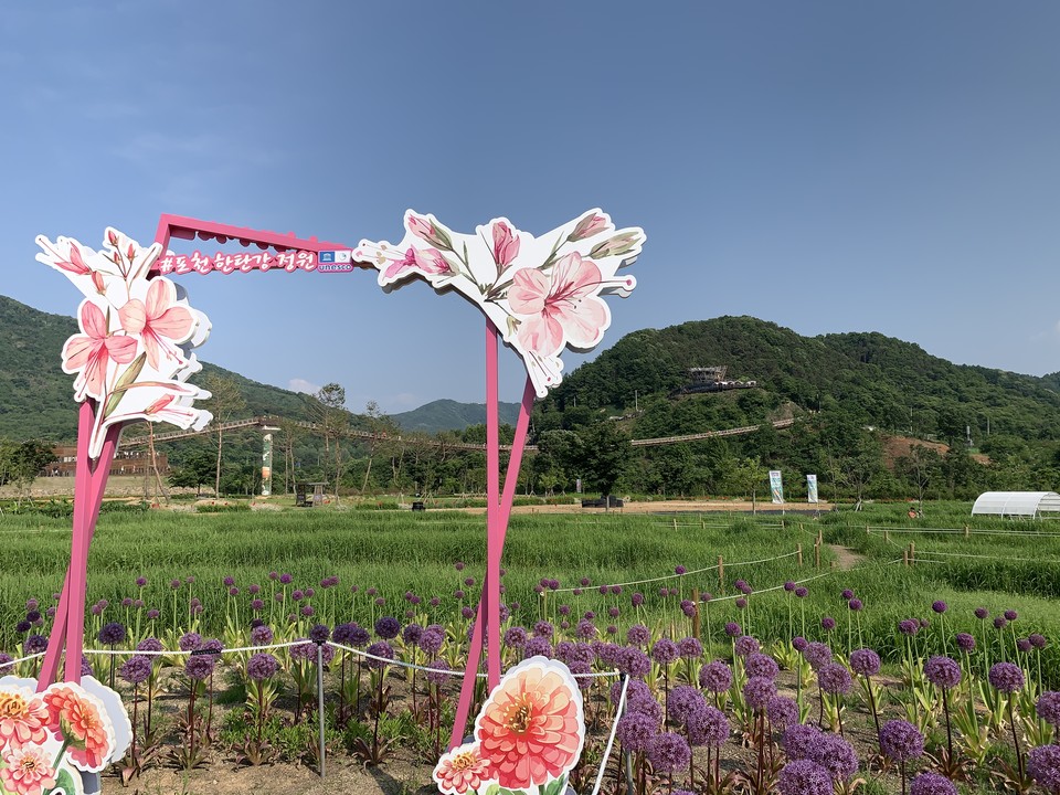 1일 오후 4시15분께 포천 한탄강 생태경관단지에는 아름다운 꽃 정원과 식물 전시, 원예 체험, 플리마켓, 푸드트럭 등 볼거리와 먹거리, 즐길 거리가 가득했다. 특히 유명세를 타고 있는 한탄강 Y자형 출렁다리가 있는 포천 한탄강 가든페스타 현장을 사진에 담았다. (사진=김성운 기자)