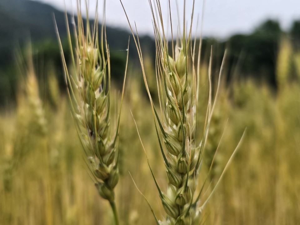 푸른 초여름, 양평 청운면 밀경관단지에 황금빛 밀밭이 출렁인다. (사진=이건구기자)