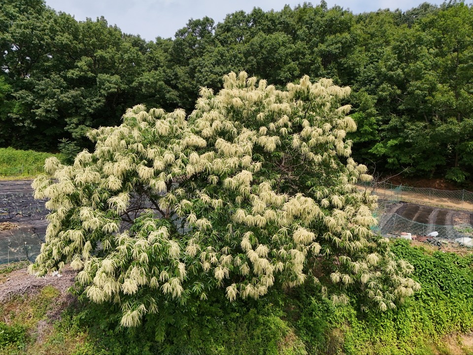 10시16분께 용인시 처인구의 한 들녘에서 밤꽃이 흐드러지게 핀 밤나무가 진한 향기를 풍기고 있다. (사진=허찬회 기자)