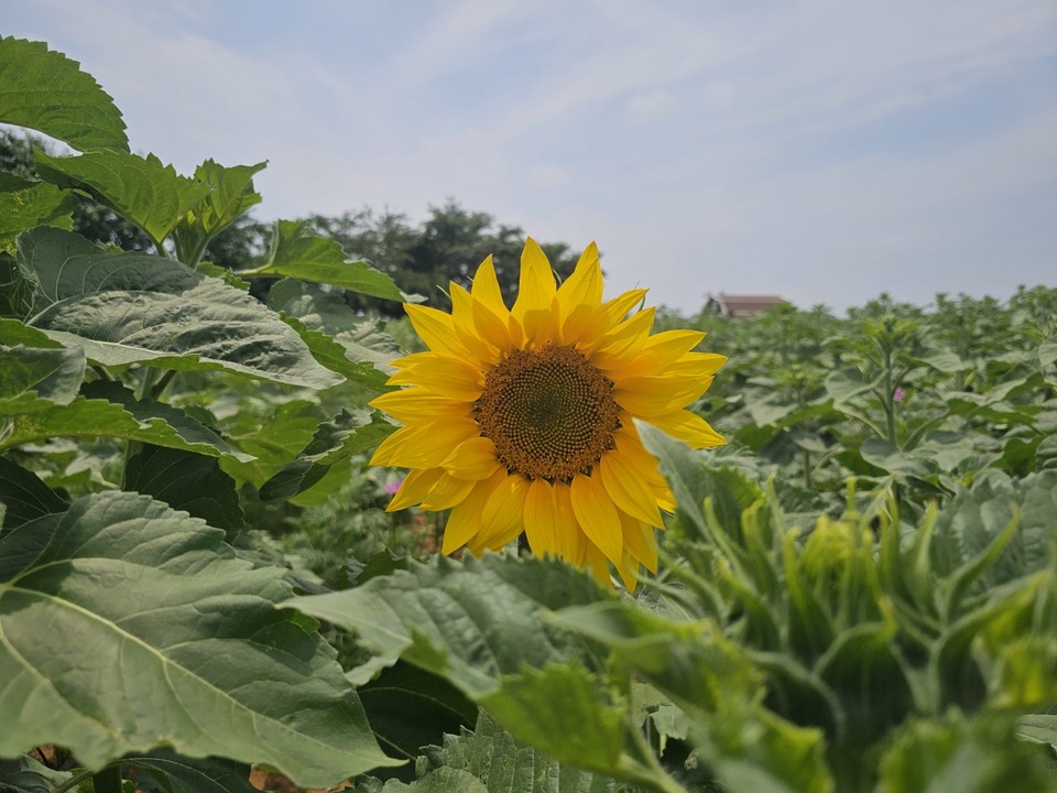 9일 낮 12시54분께 안성시 공도읍 안성 팜랜드에 성급히 핀 해바라기 한 송이가 하늘을 향해 활짝 웃고 있다. (사진=김종대 기자)