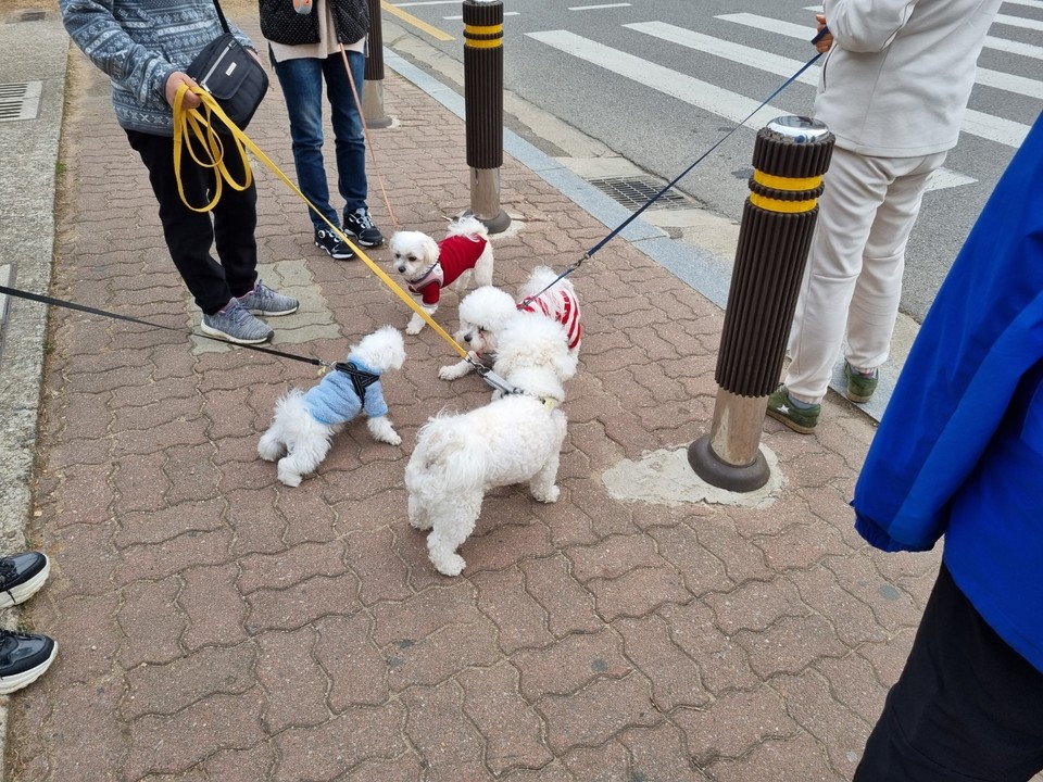 지난 3일 공개된 전국 동물병원 진료비 현황 공개시스템 분석 결과 경기도내 동물병원 진료비가 평균 수준인 것으로 조사됐다. 사진은 반려견. (사진=중앙신문DB)