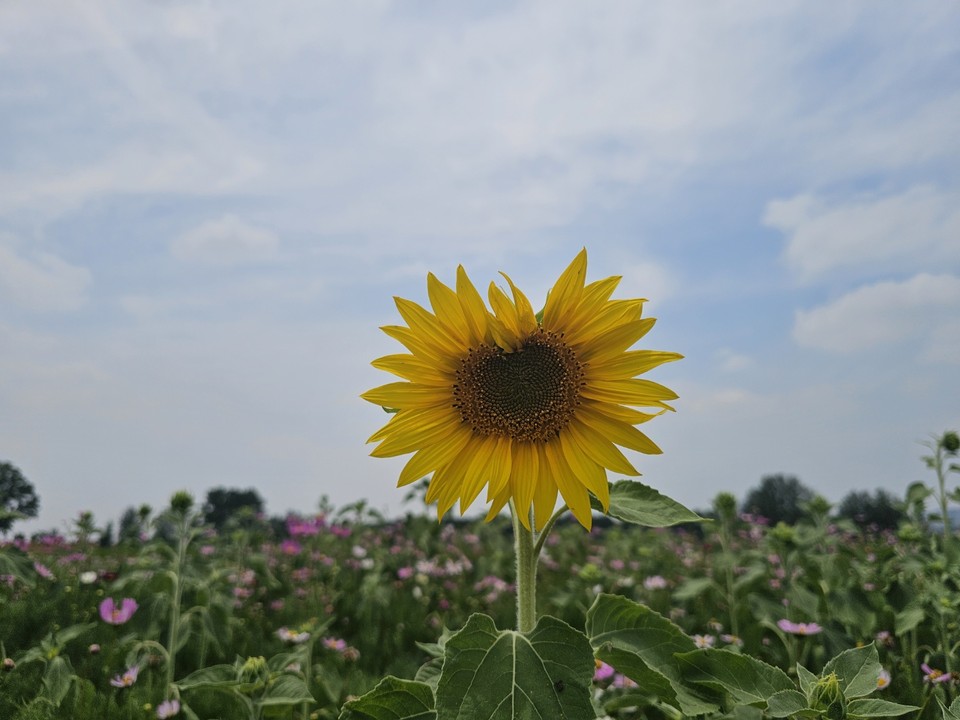 ​​​​​​​13일 금요일 수도권(경기·인천) 지역은 대체로 맑다가 오전부터 점차 흐려지겠으며, 저녁에는 빗방울이 떨어지기 시작하겠다. (사진=중앙신문 DB)