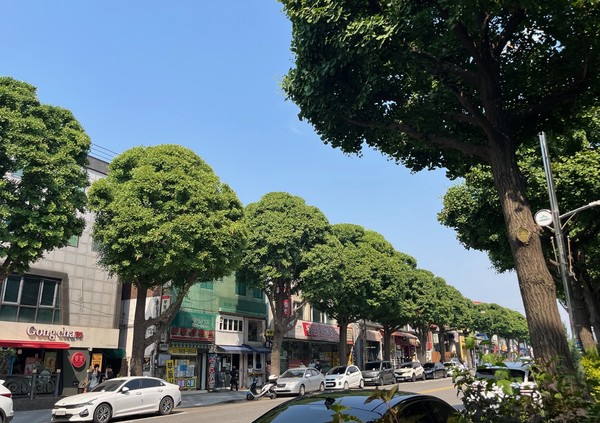 인천 미추홀구가 인하로 일대에 특색 있는 가로수 길을 조성하며 도시미관을 한층 끌어올렸다. (사진제공=미추홀구)