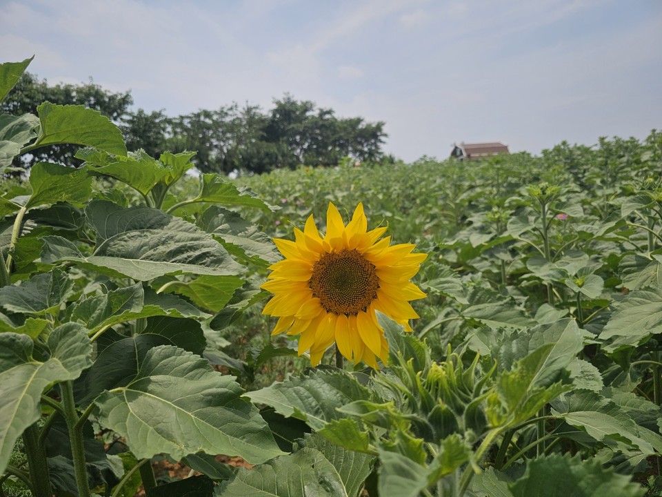 19일 목요일 수도권(경기·인천) 지역은 대체로 맑겠고, 한낮에는 기온이 30도 안팎까지 오르며 덥겠다. 늦은 밤부터는 비가 내리기 시작하겠다. (사진=중앙신문 DB)