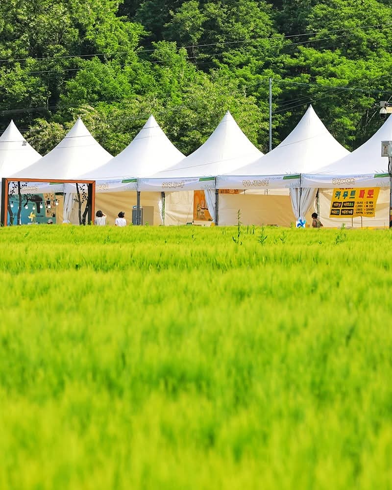 초록빛 청보리밭이 일렁이는 인천 강화 교동도에 ‘2025 청보리 정원 축제’가 한창이다. (사진=인천관광공사 SNS)