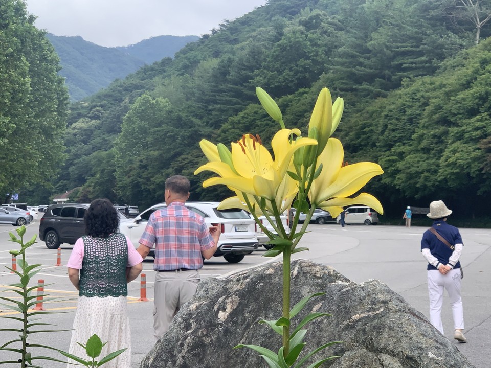 29일 낮 1시3분께 동두천시 소요산 주차장에 있는 한 음식점 앞에 노란 백합꽃이 피어 지나는 사람들의 눈길을 끌고 있다. (사진=오기춘 기자)