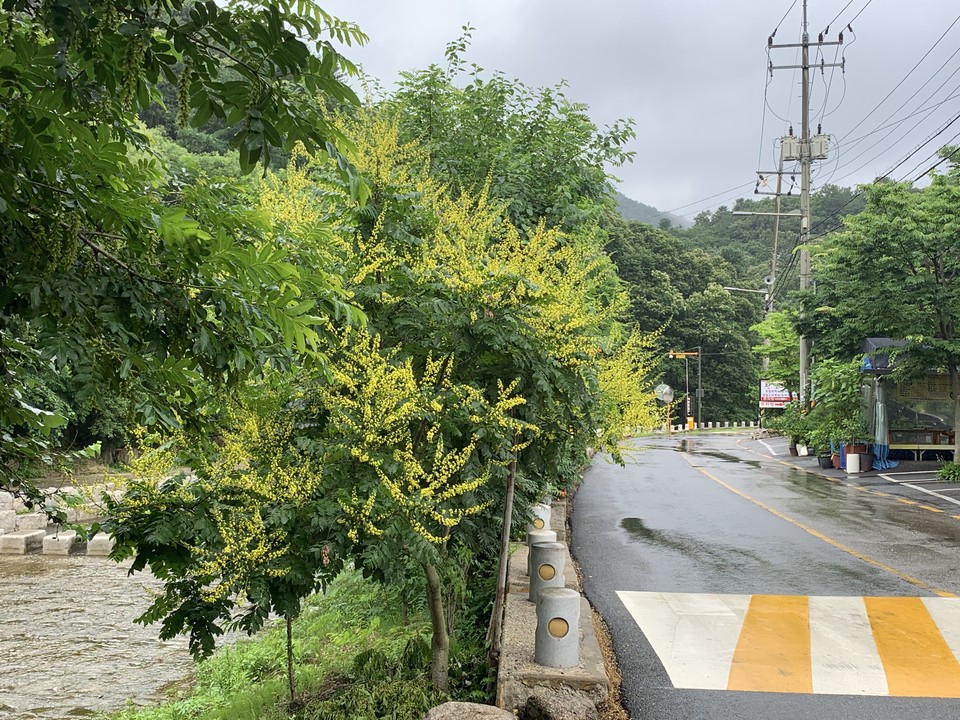 7월의 첫날인 1일 오전 8시15분께 동두천시 왕방계곡에 모감주나무꽃이 활짝 펴 주변을 환하게 밝히고 있다. (사진=오기춘 기자)