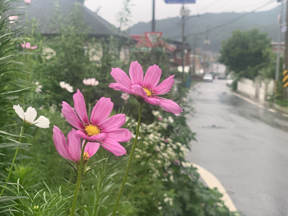4일 낮 12시10분께 동두천시 생연동의 한 주택가에 활짝 핀 코스모스꽃이 무더위를 식히는 여름비줄기 속에 어색한 가을 분위기를 주고 있다. (사진=오기춘 기자)