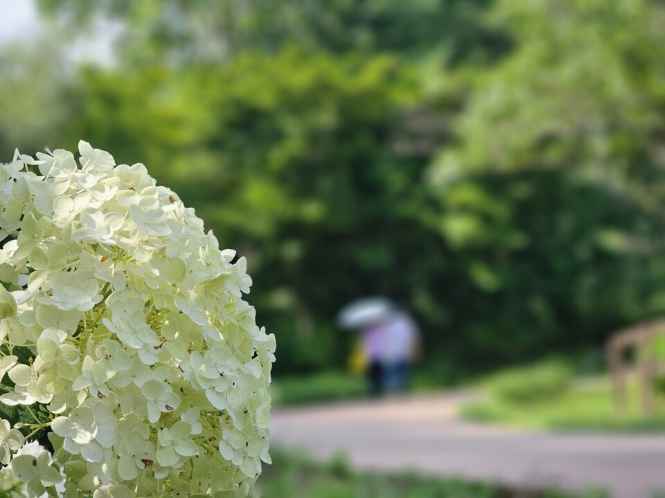 찜통더위가 이어진 5일 오전 9시33분께 오산시 물향기수목원 수국주제원에 연둣빛 수국이 만개한 가운데 관람객들의 발길이 이어지고 있다. (사진=김종대 기자)