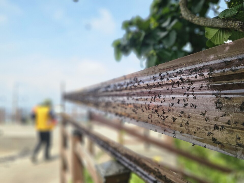 유정복 인천시장이 5일 금한승 신임 환경부 차관과 함께 인천 계양산을 찾아 이례적으로 급증한 ‘러브버그’ 발생 상황을 직접 점검했다. 사진은 이날 오후 1시39분께 계양사 정상. (사진=남용우 선임기자)