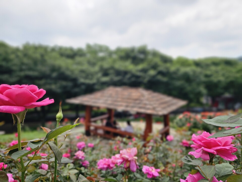 5일 낮 12시22분께 인천 계양산 장미원에서 시민들이 활짝 핀 장미꽃과 함께 잠시 휴식을 취하고 있다. (사진=남용우 선임기자)