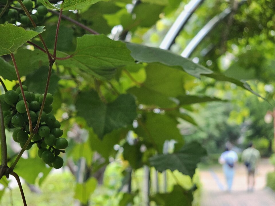 폭염특보가 이어지는 7일 오전 9시13분께 오산 물향기수목원 입구 터널에 열린 포도가 서서히 익어가고 있다. (사진=김종대 기자)