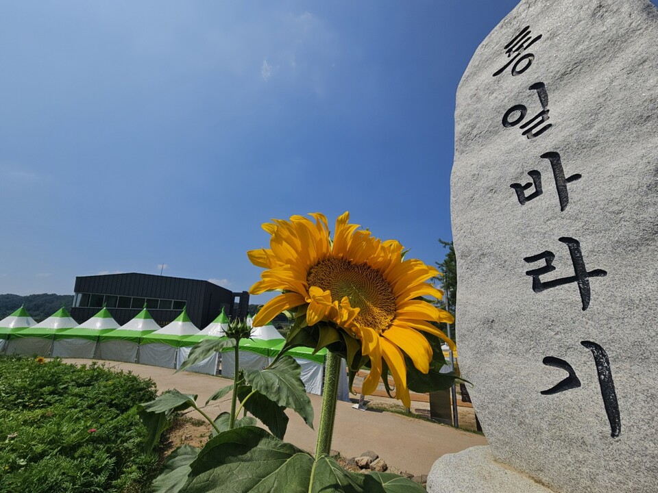 연천군 장남면의 대표 지역 축제인 ‘제10회 연천장남 통일바라기 축제’가 오는 11일부터 20일까지 10일간 장남면 호로고루 유적지 일원에서 개최된다. (사진=오기춘 기자)