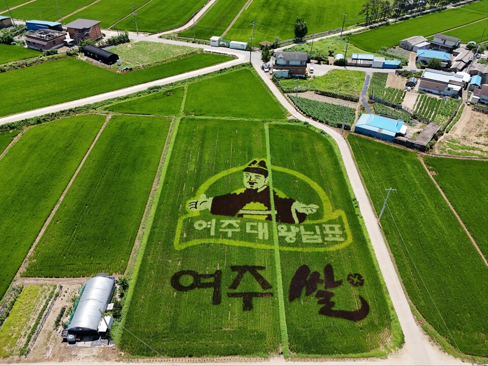 세종대왕면 신지리에 조성된 논그림. (사진=김광섭 기자)