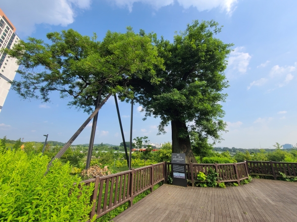 남동구, 500년 된 보호수 생육환경 개선