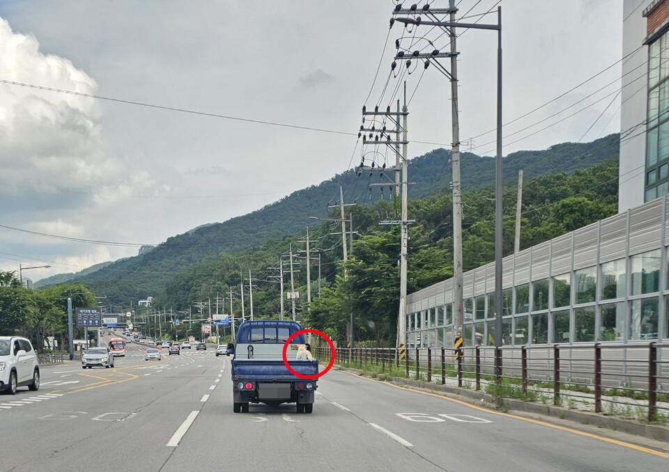 남양주시 시청 인근 왕복 8차선 도로에서 23일 오후 2시 45분께 목걸이도 착용 않은 채 고속(시속 약70키로)으로 달리는 트럭에 무방비로 실려 가는 개 한 마리가 카메라에 포착됐다.(사진=이건구 기자)