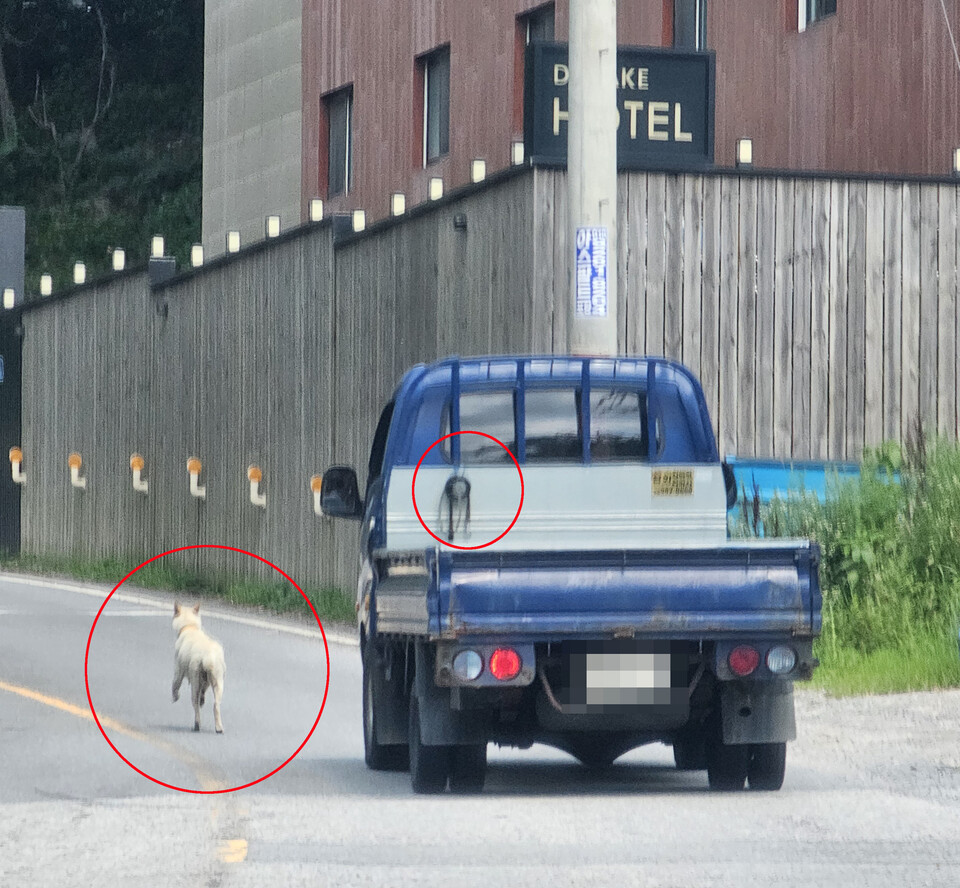 차량에서 떨어진 개가 왕복 2차선 마치로 도로를 마치 도망이라도 치듯 달리고 있다. (사진=이건구 기자)
