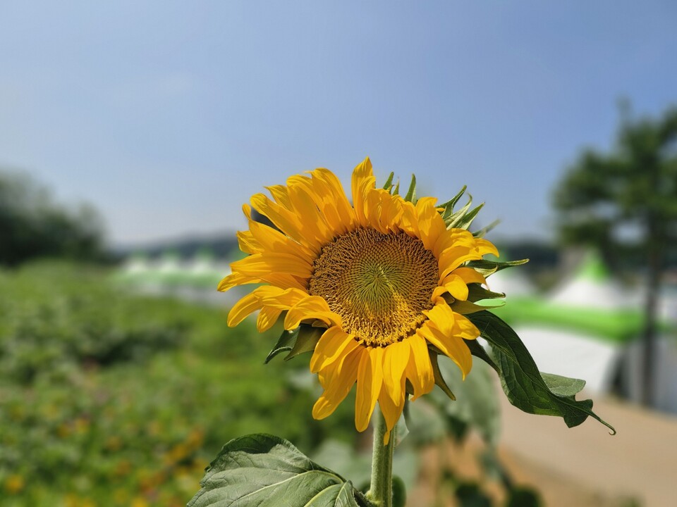 폭염이 이어지고 있는 가운데 연천군 호로고루성 인근에 핀 해바라기조차 시들어가고 있다. (사진=오기춘 기자)