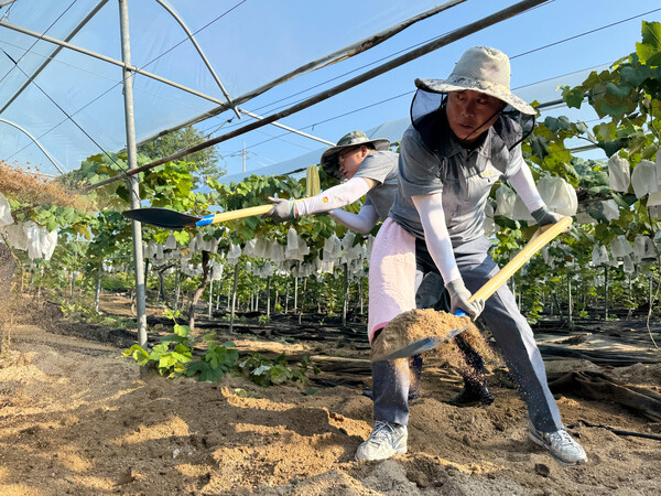 윤창철 의장이 가평군 포도농장을 찾아 수해복구 작업에 힘쓰고 있다. (사진제공=양주시의회)
