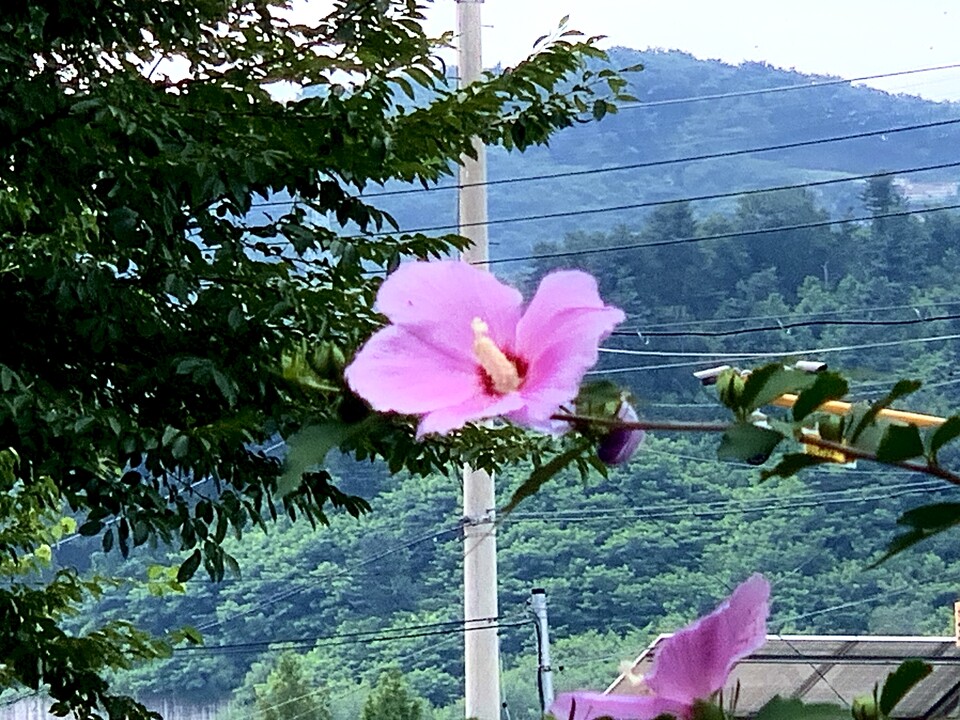 2일 낮 12시10분께 동두천시 한 주택가 길 옆에 우리나라 꽃 무궁화가 활짝 펴 있다. (사진=오기춘 기자)