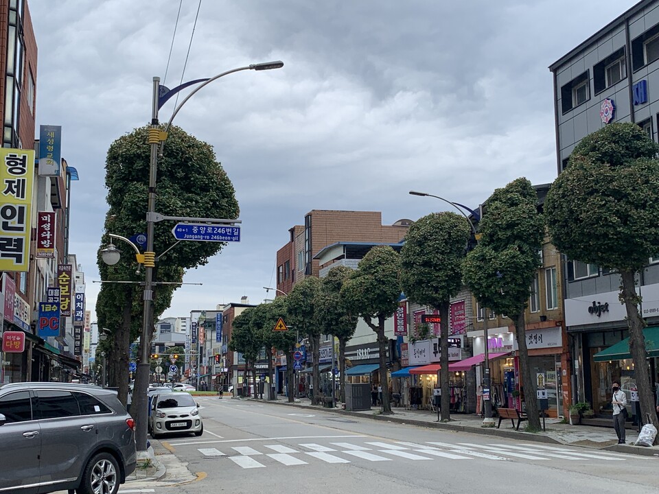 말복인 9일 오후 3시35분께 동두천시 중앙로를 따라 늘어선 은행나무 가로수들이 둥글게 다듬어진 채 흐린 하늘 아래 줄지어 서 있다. (사진=오기춘 기자)