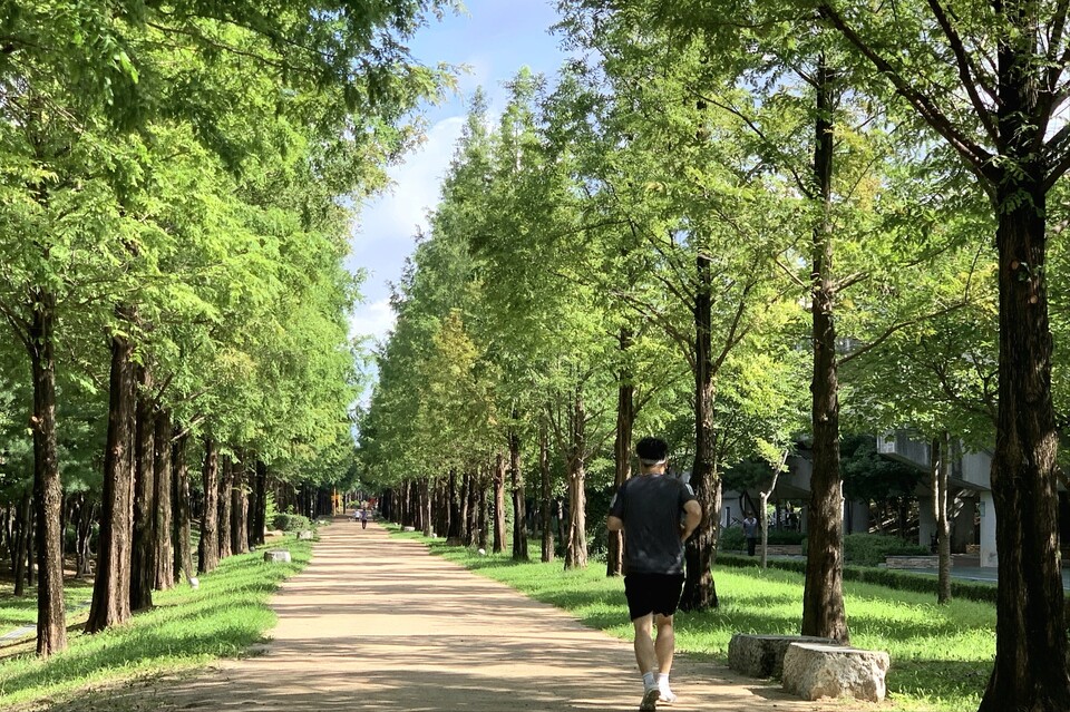 16일 오전 9시30분께 동두천 송내동의 명소인 메타쉐쿼이아길이 짙은 초록빛으로 물들어, 도심 한복판에서 시민들에게 시원한 그늘과 여유를 선물하고 있다. (사진=오기춘 기자)