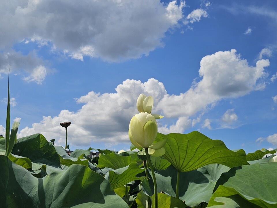 ​​​​​​​20일 수요일 수도권(경기·인천) 지역은 구름이 많은 가운데, 늦은 오후까지 곳에 따라 돌풍과 천둥·번개를 동반한 소나기가 내리겠다. (사진=중앙신문 DB)