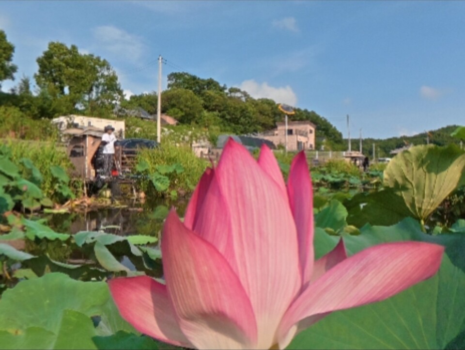 ​​​​​​​21일 오후 4시15분께 분홍 연꽃이 활짝 핀 인천 강화군 고읍저수지에서 한 낚시객이 낚싯대를 드리운 채 낚시를 즐기고 있다. (사진=남용우 선임기자)