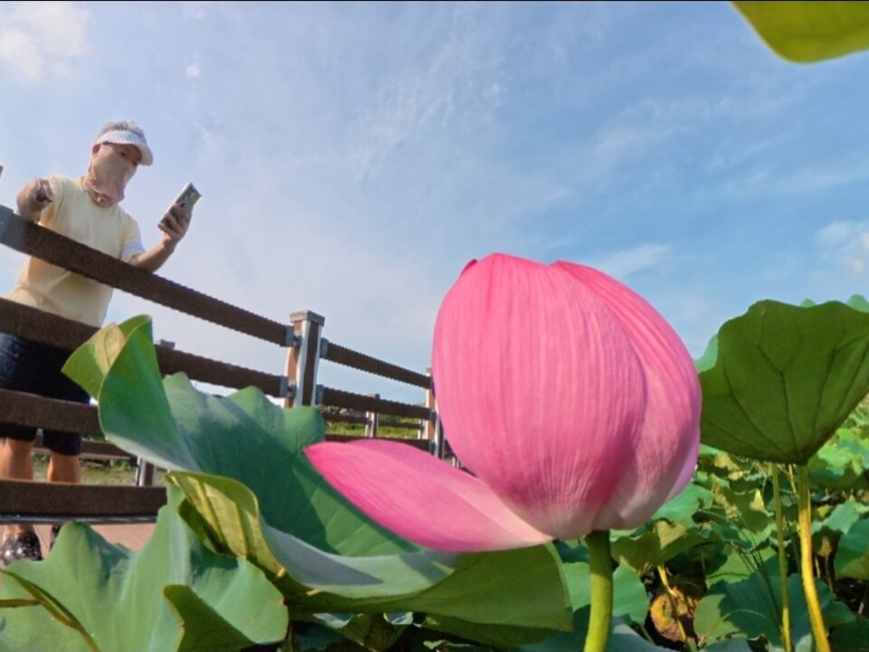 21일 오후 4시15분께 연꽃이 활짝 핀 강화군 고읍저수지에서 한 관람객이 자신의 핸드폰에 연꽃 추억을 담고 있다. (사진=남용우 선임기자)