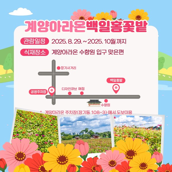 인천 계양구가 계양아라온에 2만4979㎡ 규모의 백일홍 꽃밭을 조성해 29일부터 시민들에게 개방한다. (사진제공=계양구)