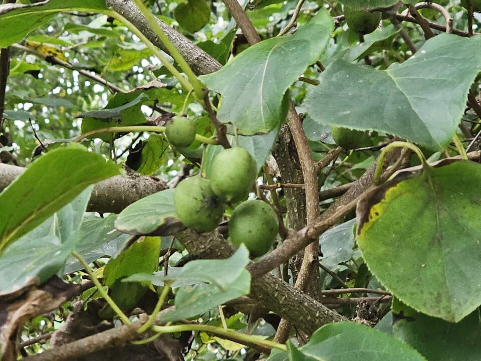 10일 오후 1시56분께 여주시 강천면 부평리의 한 야산에서 초록빛 야생 다래 열매가 가지마다 주렁주렁 매달려 있다. (사진=김광섭 기자)