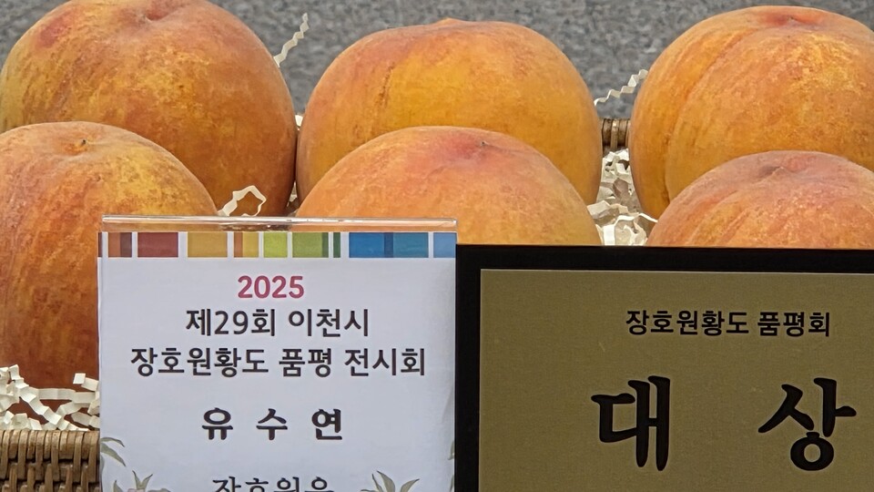 이천시가 자랑하는 황도 복숭아의 향연이 성황리에 막을 내렸다. 이천시는 지난 19일부터 21일까지 3일간 장호원 햇사레 농산물 산지유통센터 일원에서 ‘제29회 햇사레 장호원복숭아축제’를 열었다. (사진=송석원 기자)