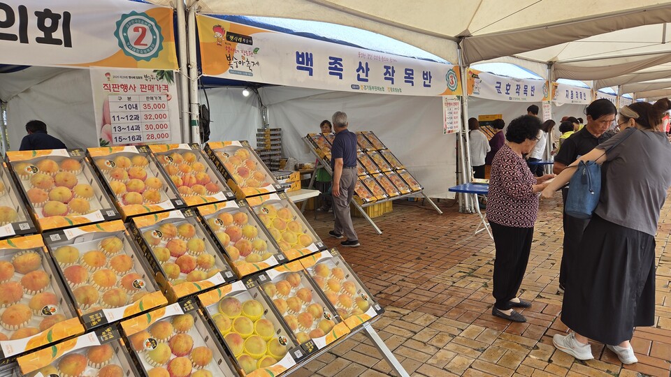 이천시가 자랑하는 황도 복숭아의 향연이 성황리에 막을 내렸다. 이천시는 지난 19일부터 21일까지 3일간 장호원 햇사레 농산물 산지유통센터 일원에서 ‘제29회 햇사레 장호원복숭아축제’를 열었다. (사진=송석원 기자)