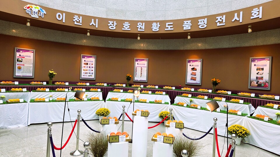이천시가 자랑하는 황도 복숭아의 향연이 성황리에 막을 내렸다. 이천시는 지난 19일부터 21일까지 3일간 장호원 햇사레 농산물 산지유통센터 일원에서 ‘제29회 햇사레 장호원복숭아축제’를 열었다. (사진=송석원 기자)