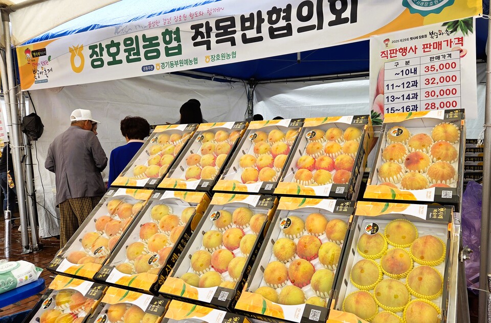 이천시가 자랑하는 황도 복숭아의 향연이 성황리에 막을 내렸다. 이천시는 지난 19일부터 21일까지 3일간 장호원 햇사레 농산물 산지유통센터 일원에서 ‘제29회 햇사레 장호원복숭아축제’를 열었다. (사진=송석원 기자)