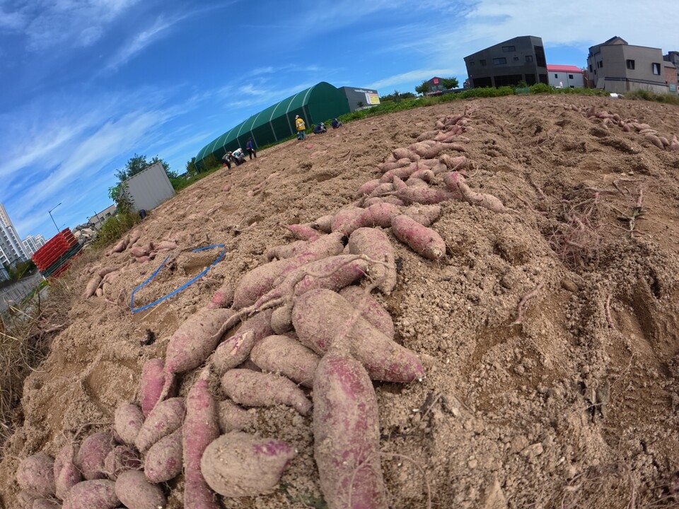 낮과 밤의 길이가 같다는 절기상 추분인 23일 낮 12시10분께 여주시 오학동의 한 밭에서 땅속의 붉은 보석이라 불리는 여주 고구마 캐기가 한창이다. (사진=김광섭 기자)