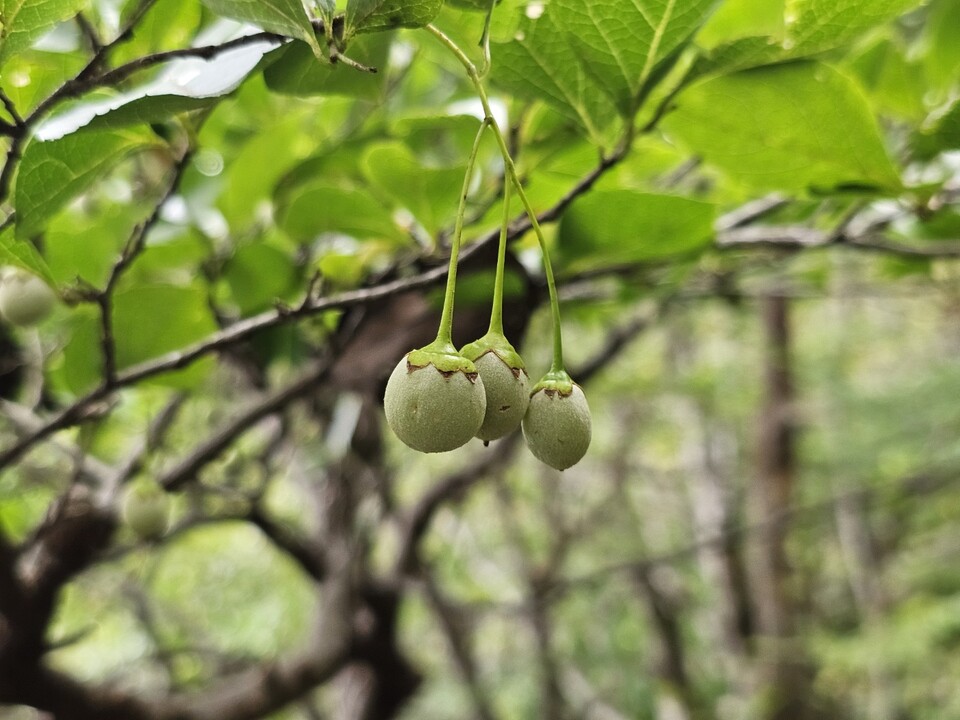 26일 오후 2시40분께 이천 설봉산 숲속에 연둣빛 때죽나무 열매가 작은 종처럼 매달려 있다. (사진=송석원 기자)