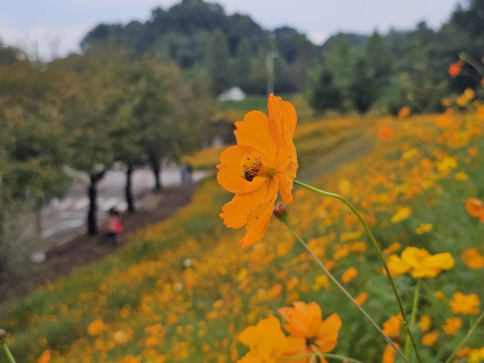 1일 수요일 수도권(경기·인천) 지역은 짙은 안개가 끼겠으며, 대체로 맑다가 오후부터 가끔 구름이 많겠다. (사진=중앙신문 DB)