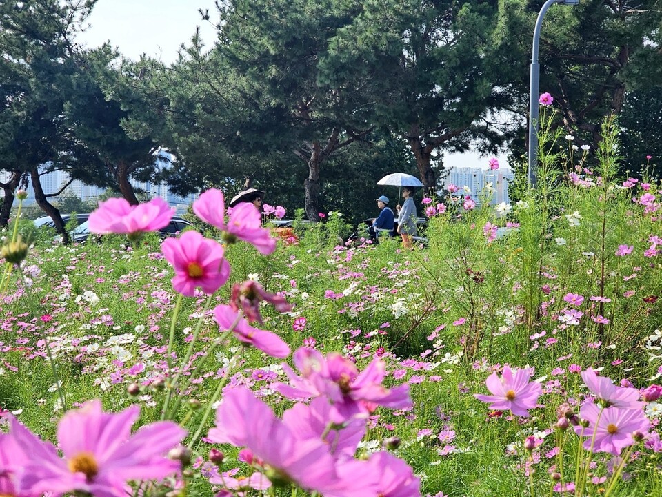 1일 오후 2시50분께 수원시 탑동시민농장에 핀 코스모스 옆을 우산 쓴 시민들이 지나고 있다. (사진=순정우 기자)