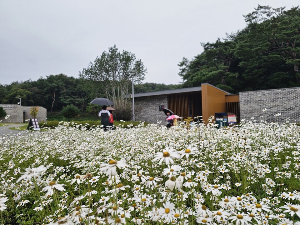 추석 당일인 6일 낮 12시10분께 여주 세종대왕릉 입구에 가을을 대표하는 들꽃 구절초가 활짝 피어 방문객들을 맞이하고 있다.  (사진=김광섭 기자)