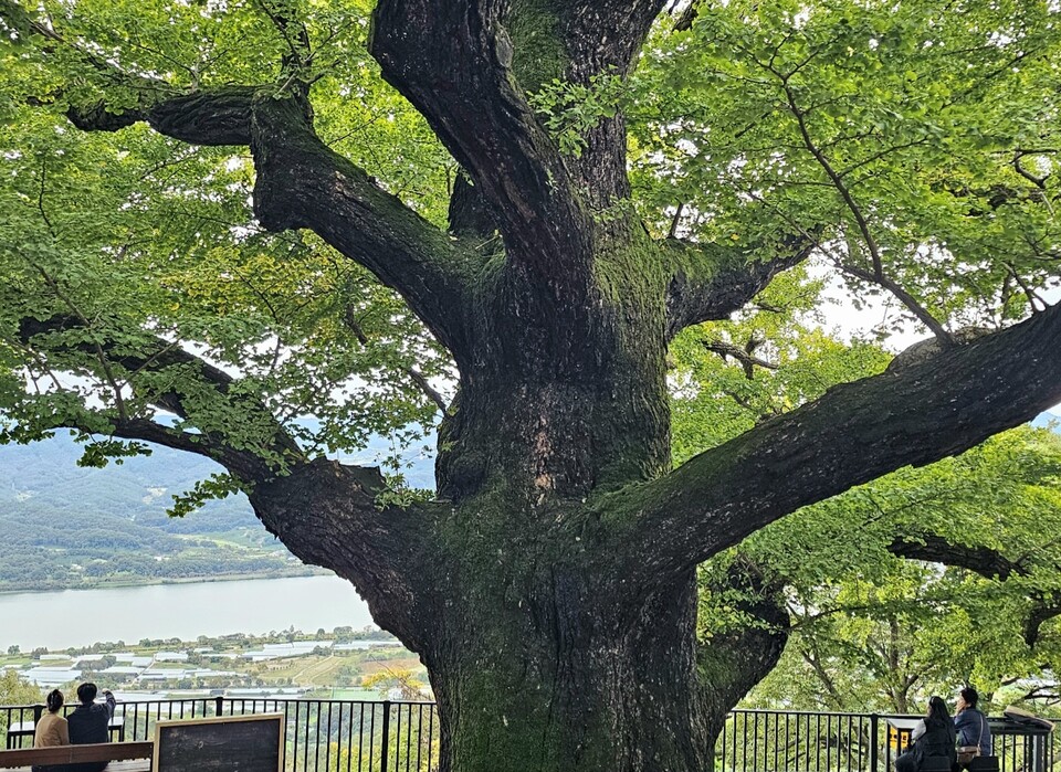 12일 오후 2시57분께 남양주시 운길산 수종사를 찾은 행락객들이 수령 500년이 넘은 은행나무 아래서 북한강을 바라보며 가을 정취를 만끽하고 있다. (사진=이건구 기자)