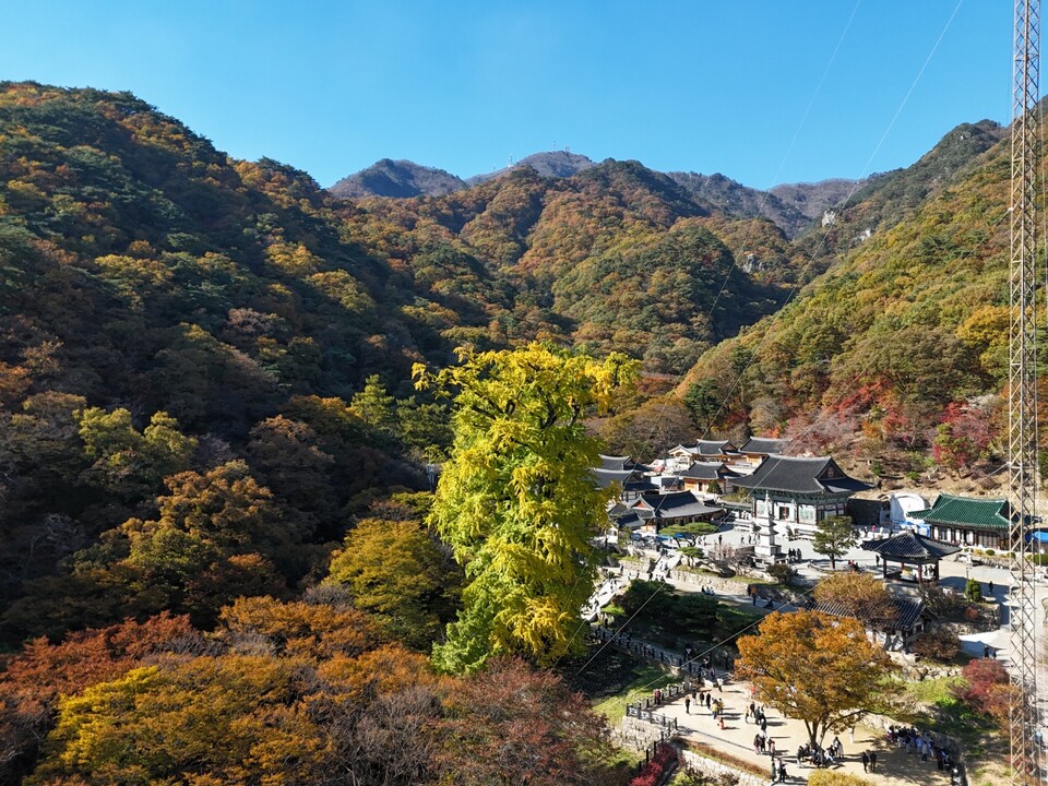 3일 오후 1시50분께 찾은 양평 용문사 경내가 노란 물결로 출렁였다. 하늘 위에서 본 은행나무는 마치 가을의 정점에 선 거대한 황금기둥처럼 빛나고 있었다. (사진=김광섭 기자)